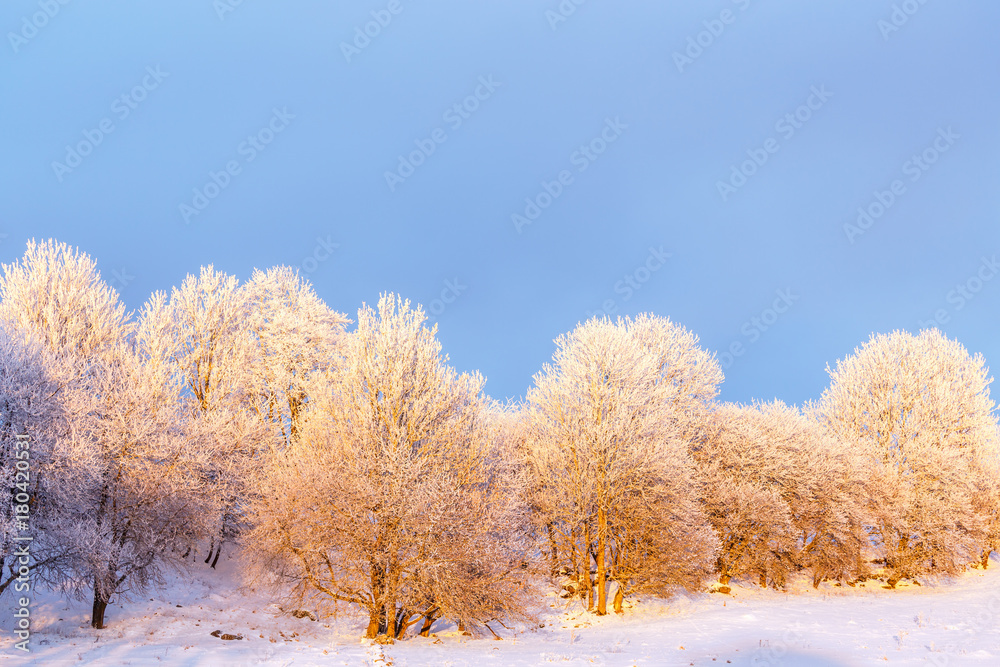 Wintry landscape with hoarfrost on the trees at the edge of the field Wintry landscape with hoarfrost on the trees at the edge of the field