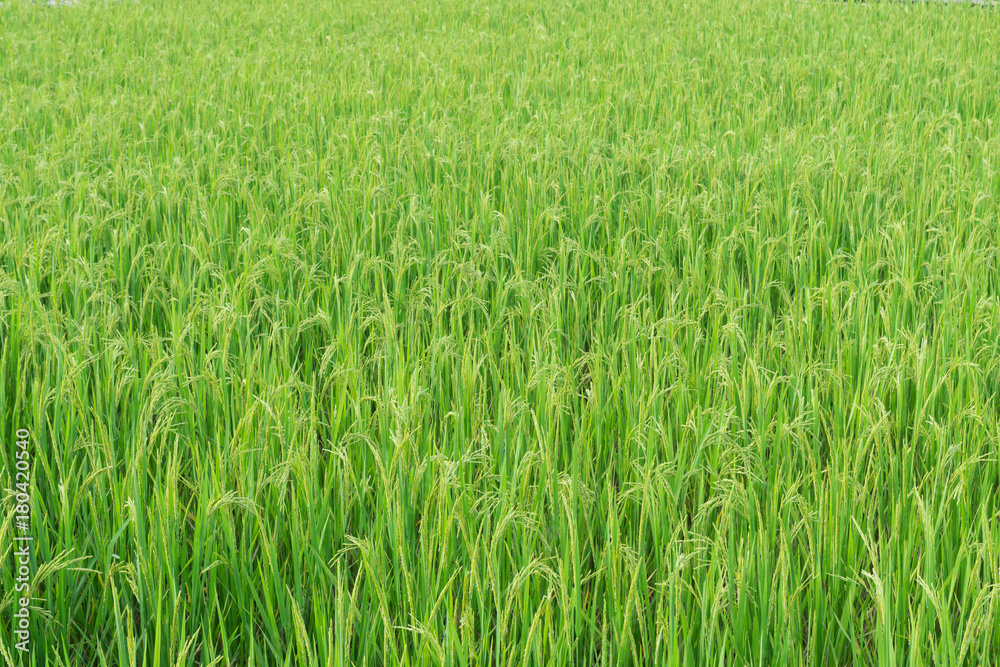 Background of green rice field in the clear day. Background of green rice field in the clear day.
