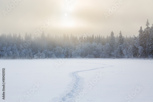 Cold wintry landscape view with tracks in the snow into the woods