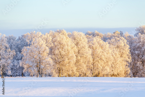 Birch trees with frost in a winter landscape