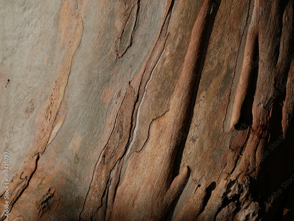 Obraz premium écorce eucalyptus