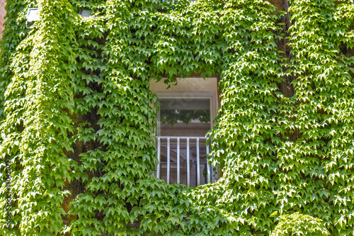 Window on the old building in Rome, covered by ivy. © Vladislav Gajic