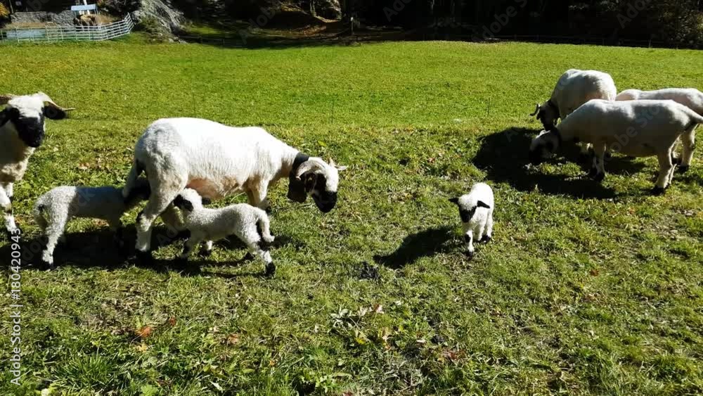 sheep and lamb breeding a lamb breastfeeding her mother Stock ビデオ