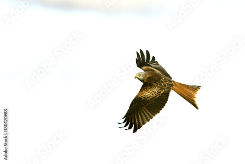 Red kite. Milvus milvus