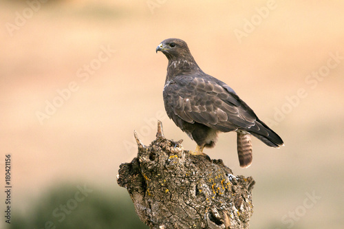 Common buzzard. Buteo buteo