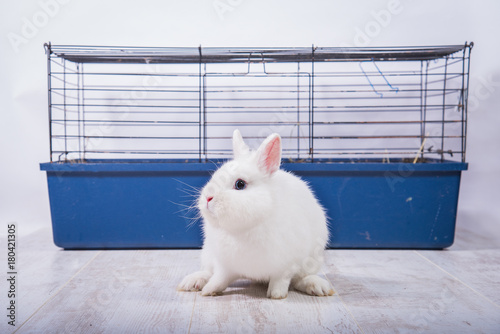 Little white decorative rabbit with a cage