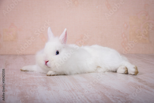 Little white decorative rabbit lying on the floor