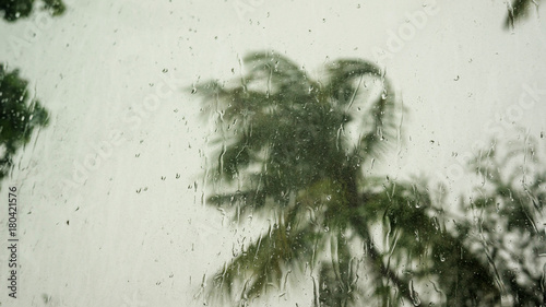 raining at a window on a winds blow a tree background.