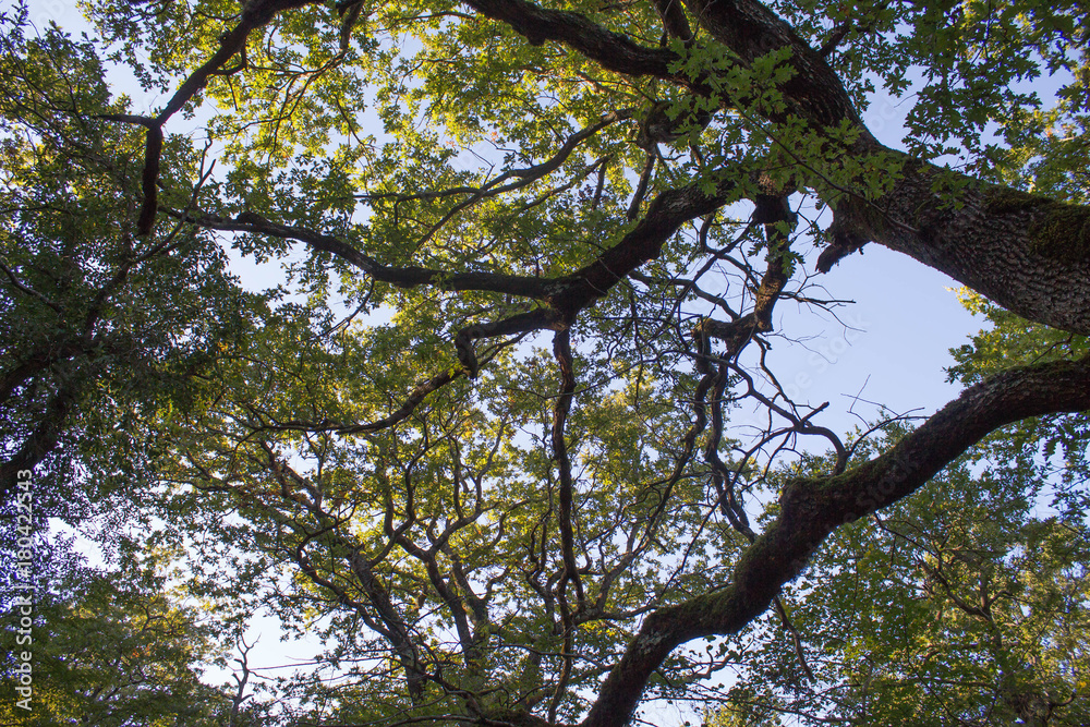 Fototapeta premium Upper Branches Of Tree. Sunlight Through Green Tree Crown - Low Angle View