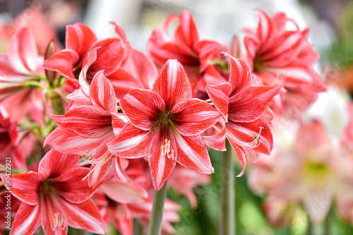Beautiful red white hippeastrum, amaryllis flowers in the garden.A beautiful bouquet of flowers.Dutch flowers.Beautiful composition photo