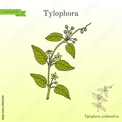 Tylophora asthmatica, medicinal plant
