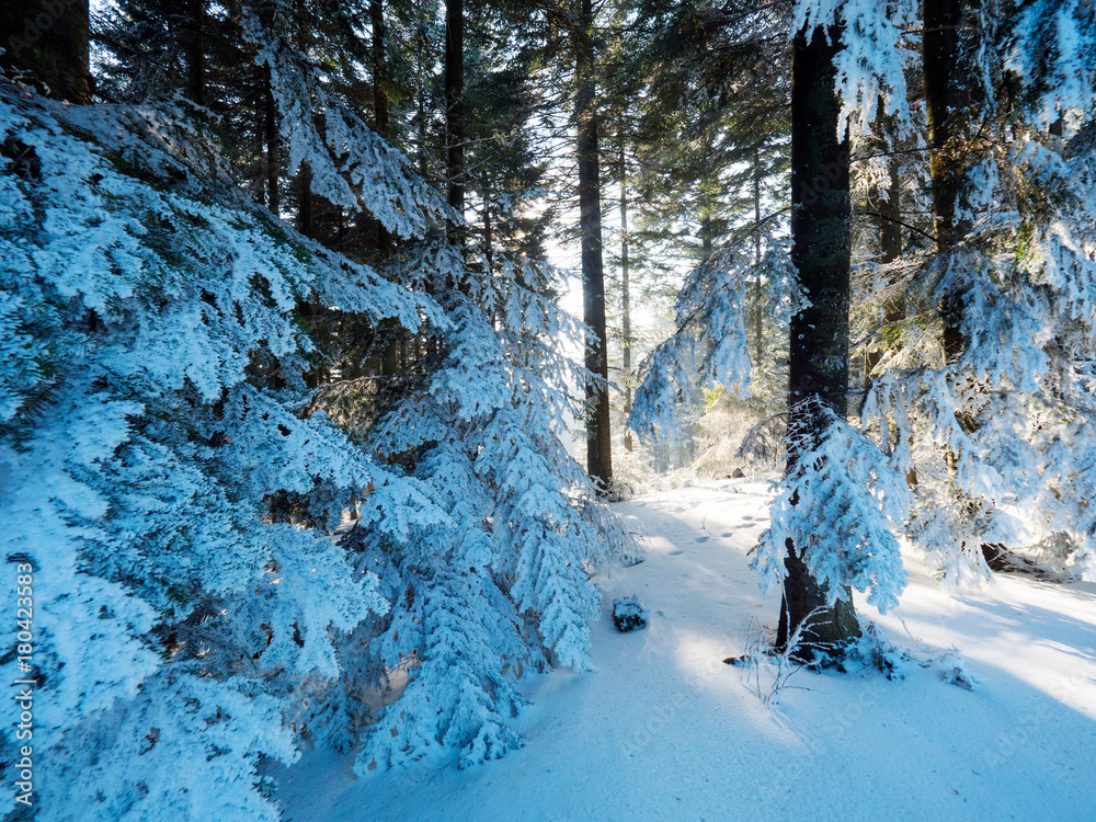 Światło słoneczne wśród drzew w zimowym górskim lesie - obrazy, fototapety, plakaty 