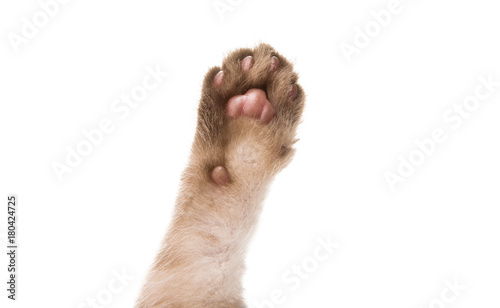 Fototapeta Naklejka Na Ścianę i Meble -  paw kitten isolated