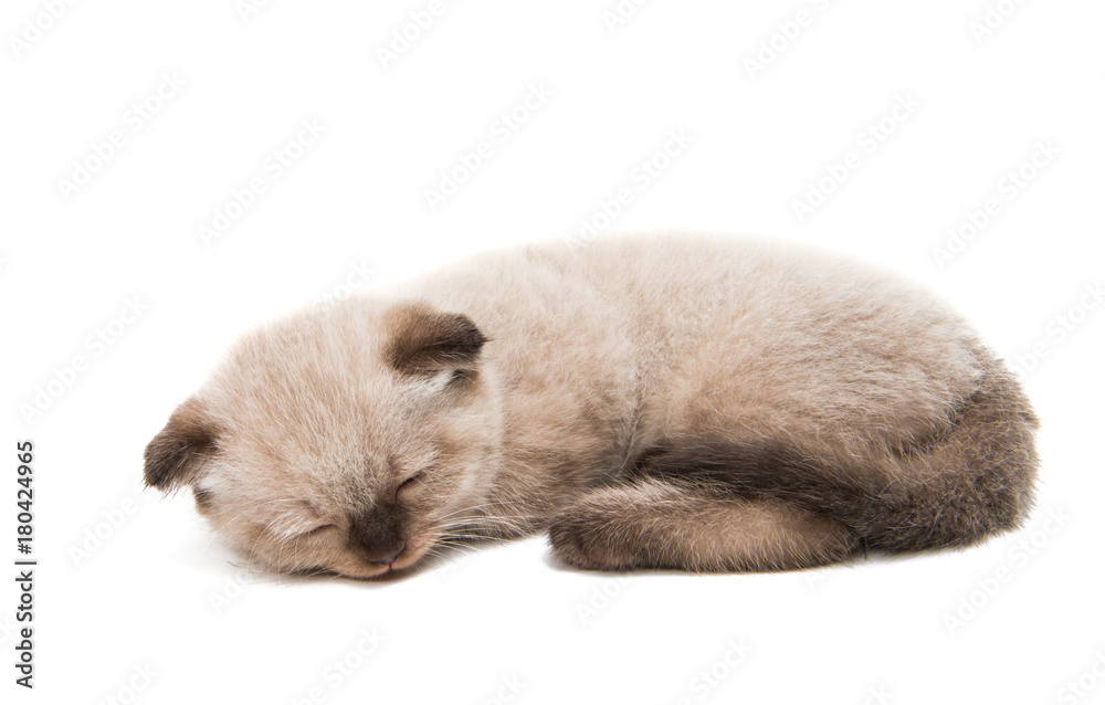 Obraz premium Scottish kitten isolated