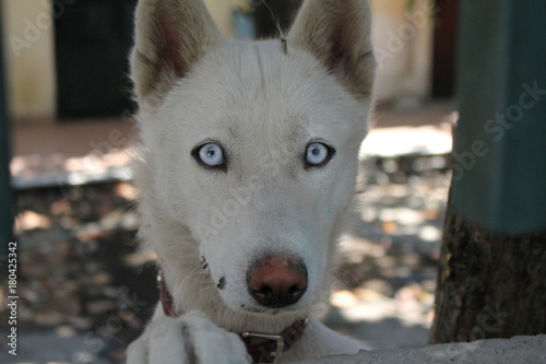 Cane bianco con occhi chiari