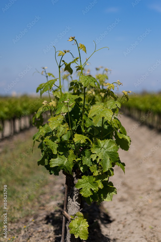 A grape vine with a blue sky. South France concept.