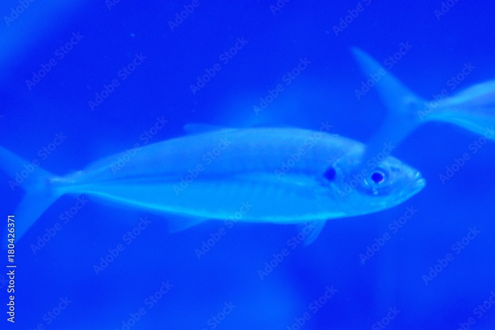 Nature background Fish swimming in deep sea blue waters