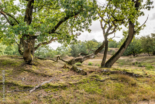 Trees in a hilly landscape