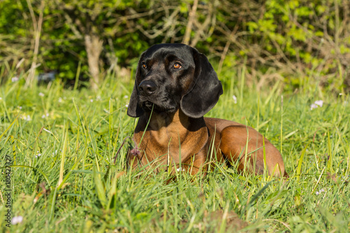 Gebirgsschwei  hund