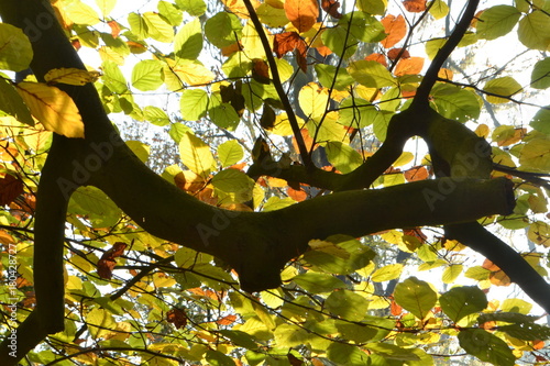 de tak van een beuk in de herfstzon in de Kruisbergse bossen