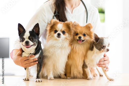 Female vet holding dogs in hospital