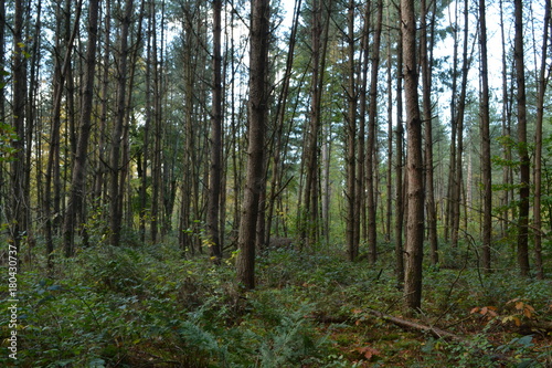 een donker sparrenbosje met varens in de Kruisbergse bossen
