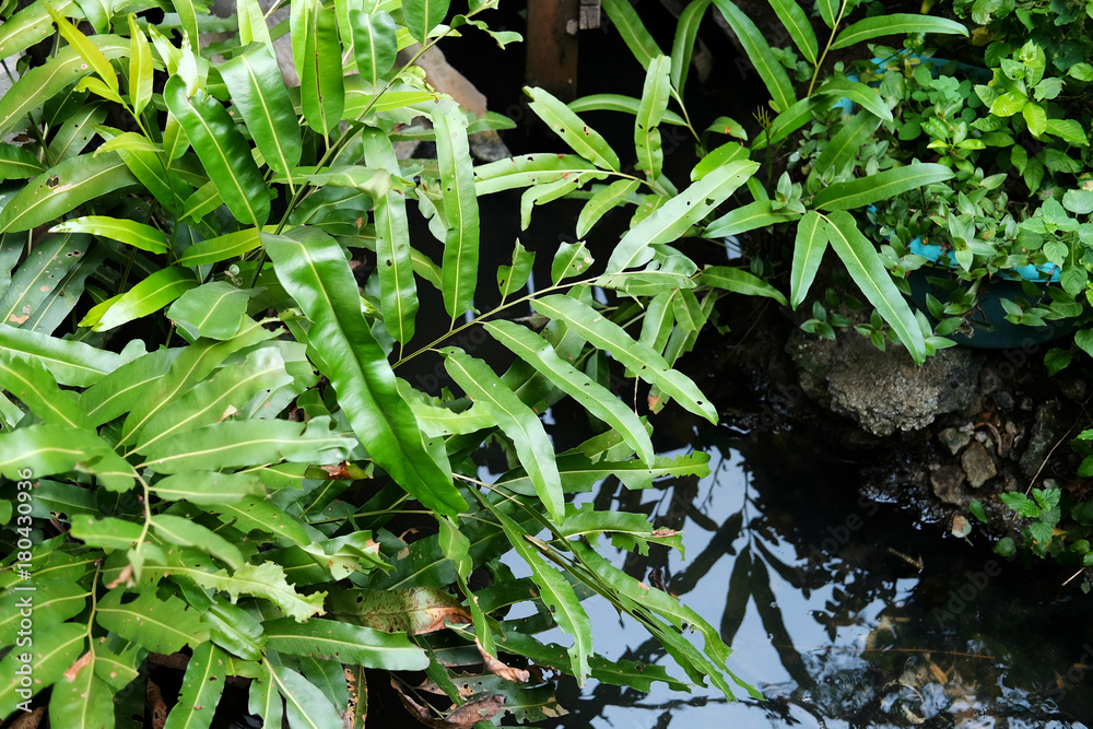 Fototapeta premium green leaf of plant with fern and pebble on water