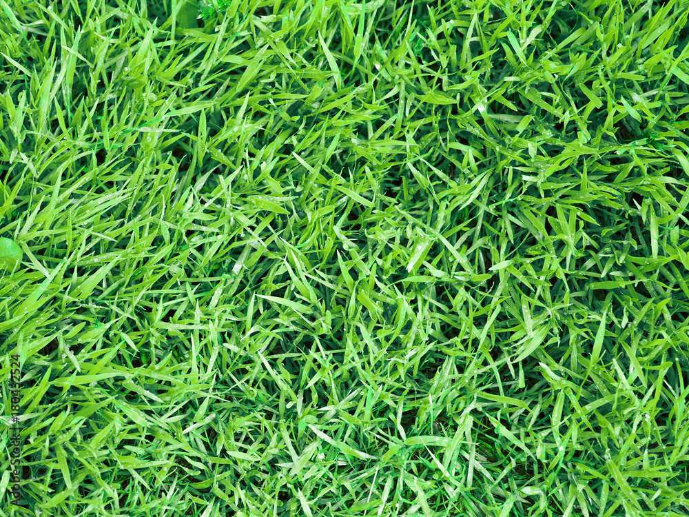 Fresh spring grass in the morning. Green grass natural background. Top view. Natural green leaf background. Horizontal image Fresh spring grass in the morning. Green grass natural background. Top view. Natural green leaf background. Horizontal image