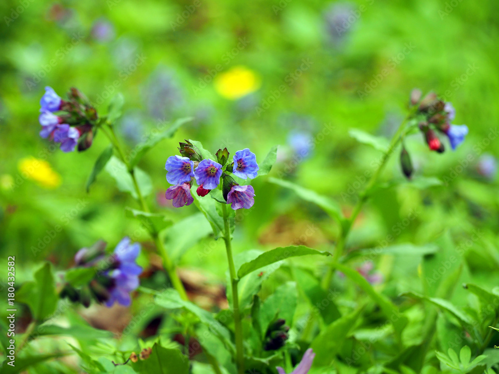 Spring violet flowers of lungwort with leaves. Purple pulmonaria in the wood Spring violet flowers of lungwort with leaves. Purple pulmonaria in the wood