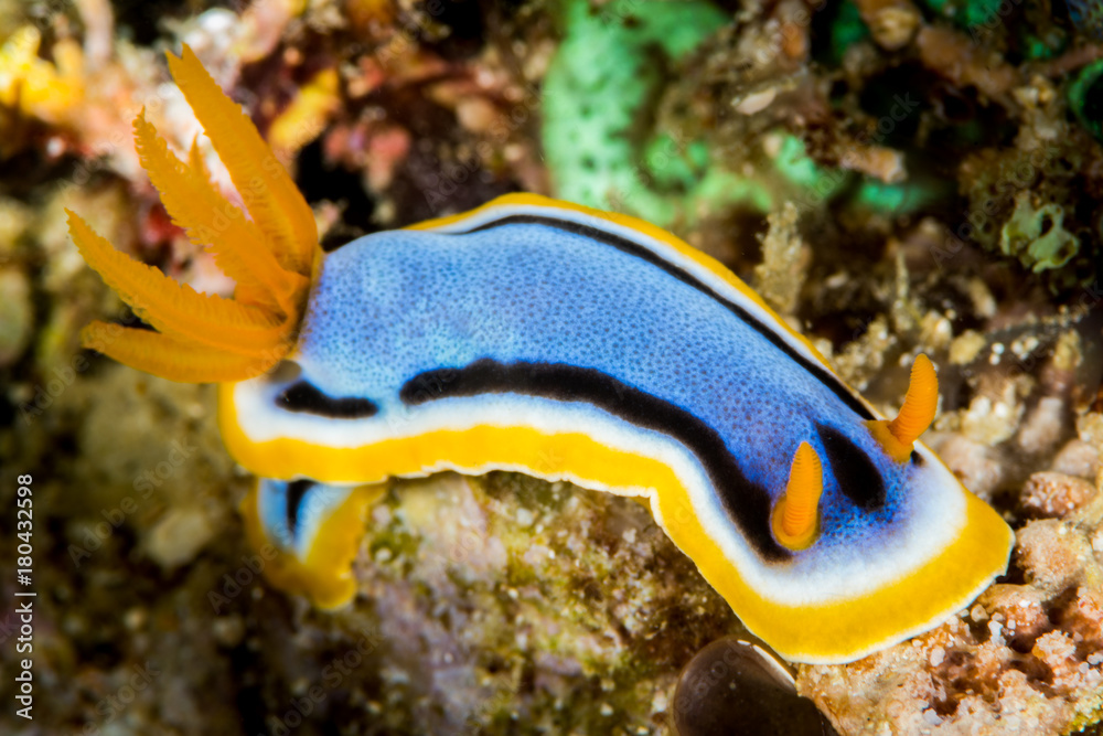 nudibranch chromodoris annae Bergh nudibranch chromodoris annae Bergh