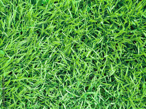 Fresh spring grass in the morning. Green grass natural background. Top view. Natural green leaf background. Horizontal image