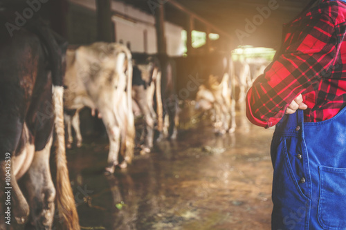 Woman or farmer with and cows in cowshed on dairy farm-Farming, and animal husbandry concept .