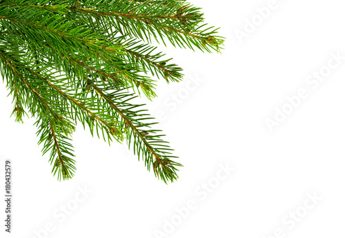 Fir tree branch isolated on a white