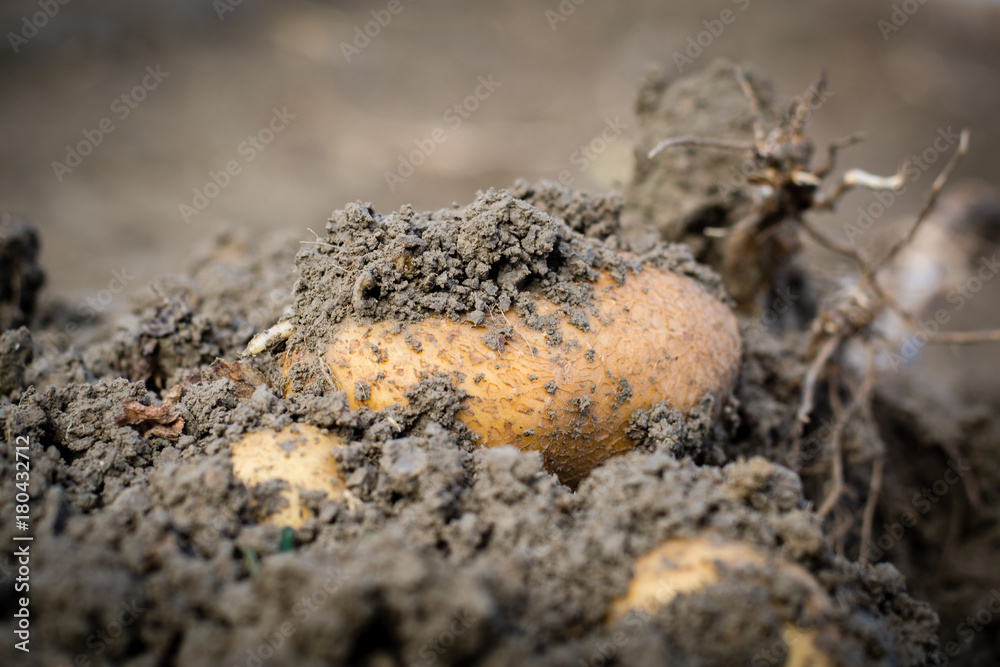 Harvesting potatoes from the field with a combine Harvesting potatoes from the field with a combine