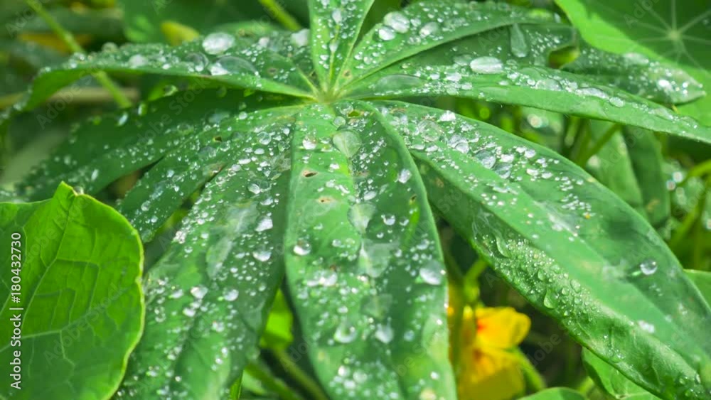 Rain Drops on Green Leaves in a Garden Rain Drops on Green Leaves in a Garden