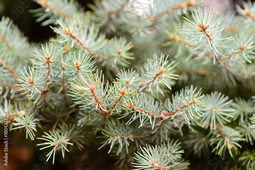green fir branches shot up close