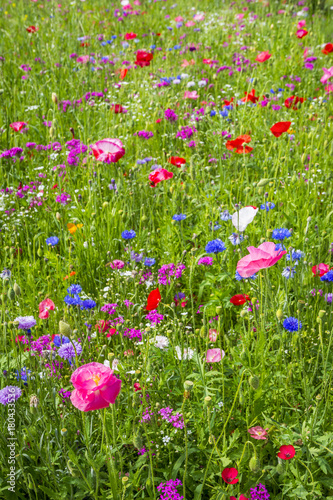 Colorful flowers in the green meadow