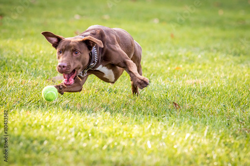 Brown Dog Chasing Ball Stock Photo | Adobe Stock