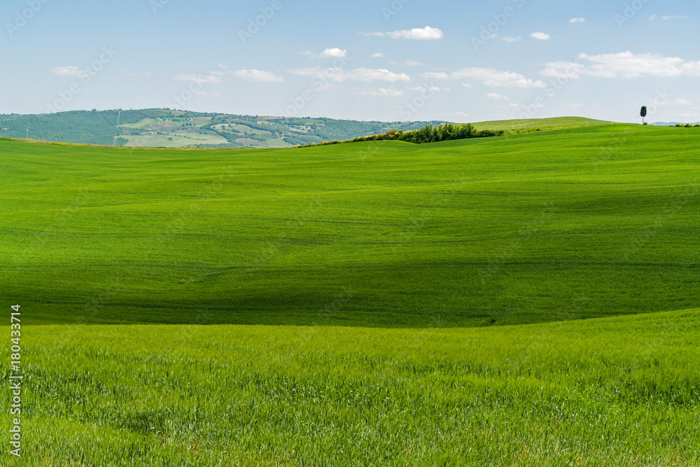 Obraz premium Typical Tuscany Landscape with green Grass and Hills - Tuscany, Italy