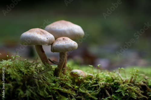Beautiful Mushrooms on a tree in a forrest