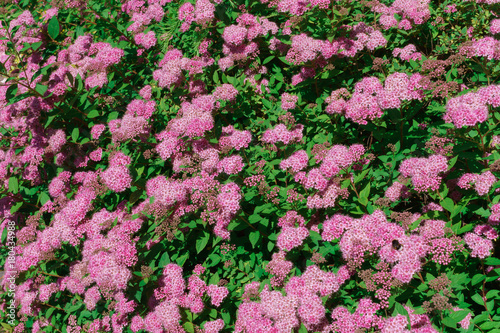 Autumn bushes with pink flowers. in a home garden photo