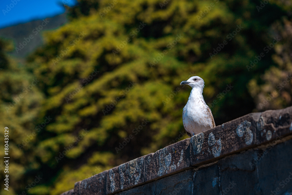 a beautiful seagull sits on a parapet a beautiful seagull sits on a parapet