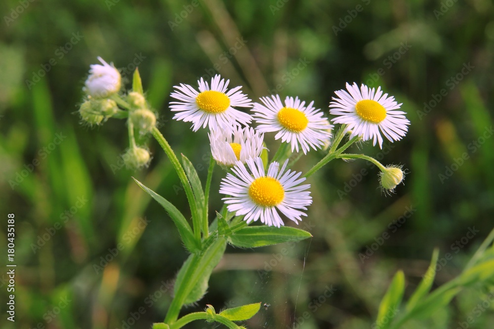 small lila flowers of Erigeron annuus plant small lila flowers of Erigeron annuus plant