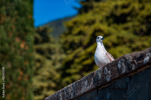 a beautiful seagull sits on a parapet