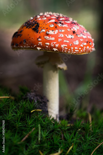 Beautiful Red Mushroom in a Forrest