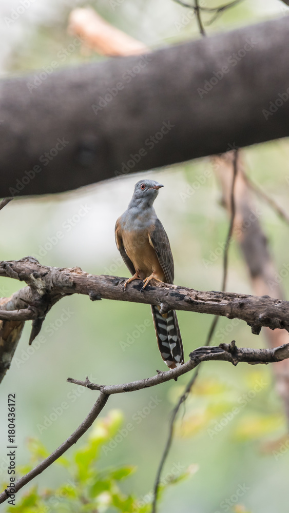 Bird (Plaintive Cuckoo) in a nature wild Bird (Plaintive Cuckoo) in a nature wild