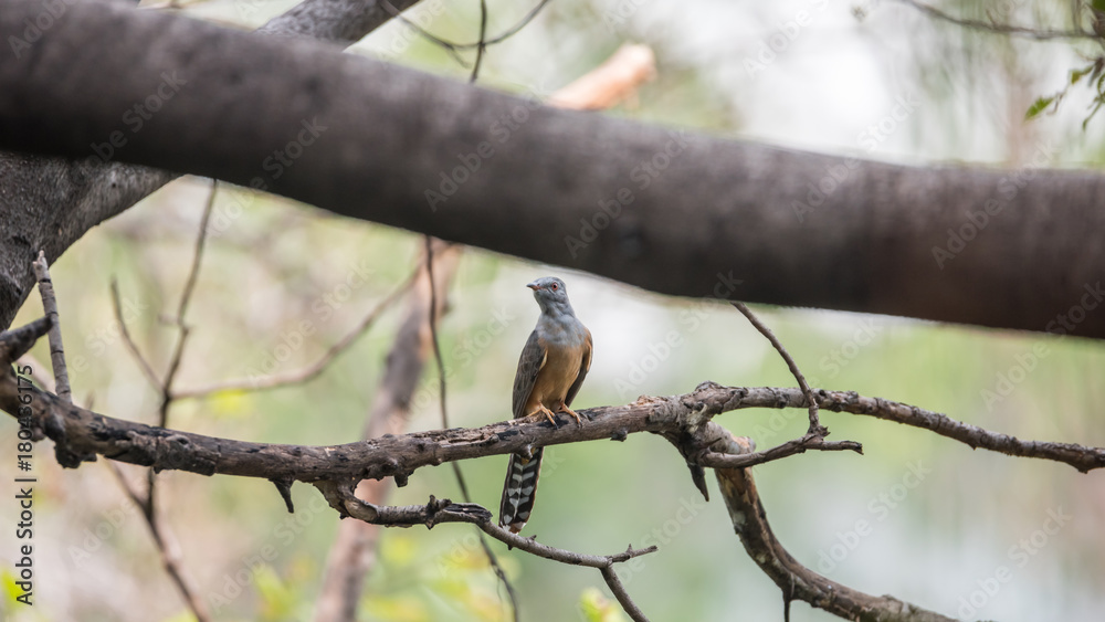 Bird (Plaintive Cuckoo) in a nature wild Bird (Plaintive Cuckoo) in a nature wild