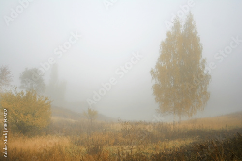 Autumn foggy meadow