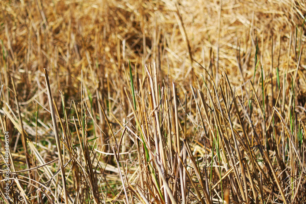 Fototapeta premium Stubble harvested rice field close-up. Rice fields at summer sunny day