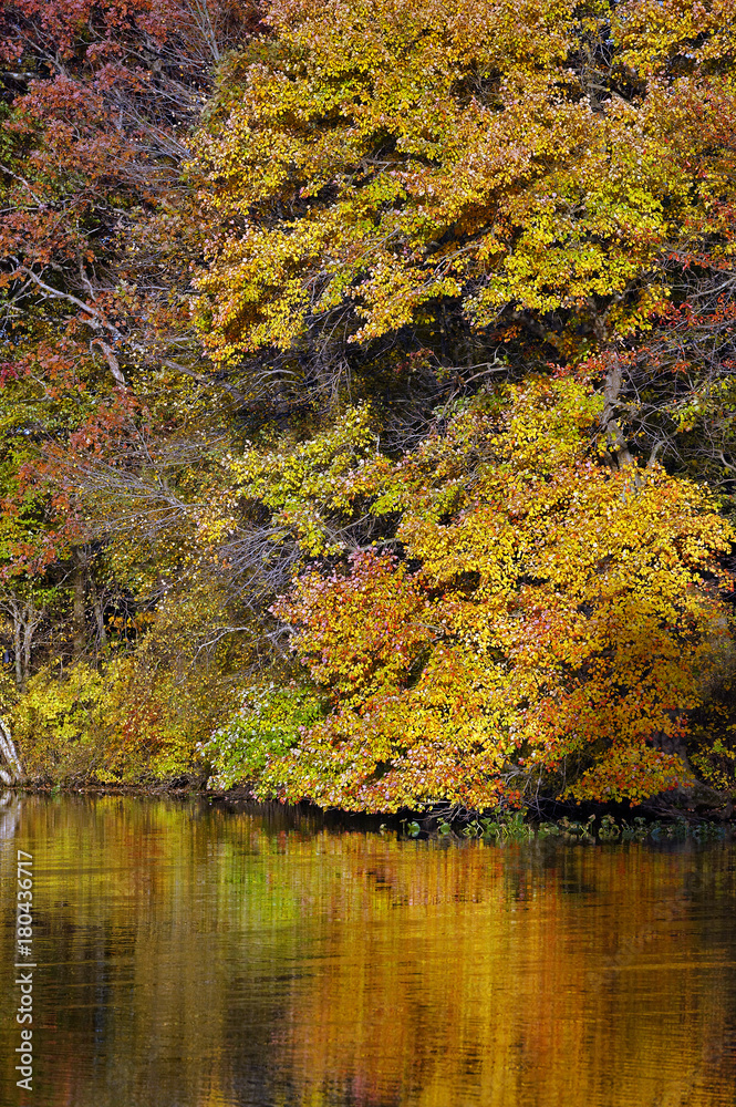 Fototapeta premium Autumn foliage and pond reflections, New Jersey